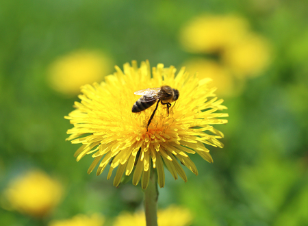The bee sits on a yellow dandelionの写真素材