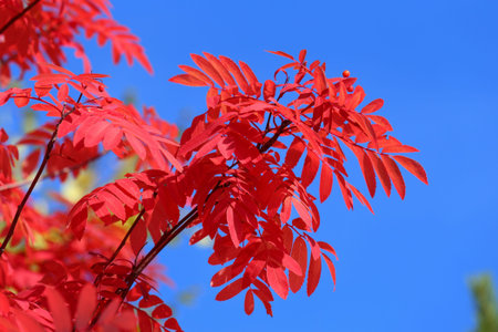 Sorbus aucuparia. Red leaves of a mountain ash against the blue sky