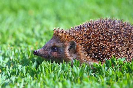Hedgehog close up on a grassの写真素材