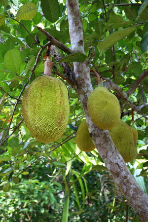 Fruits of a breadfruit treeの写真素材