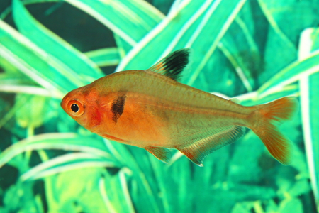 Hyphessobrycon minor. Aquarian fish close upの写真素材