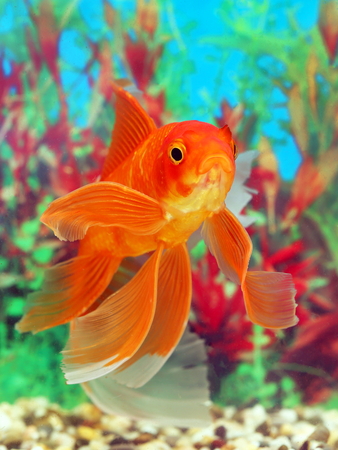 The goldfish floats in an aquariumの写真素材