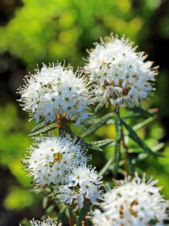 Two flowers of a Labrador tea close upの写真素材