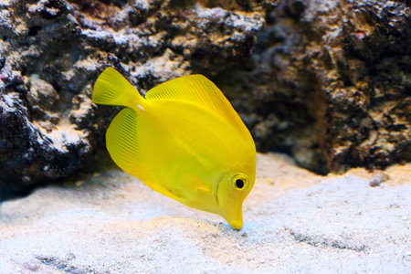 Zebrasoma flavescens. Colourful aquarian fish
