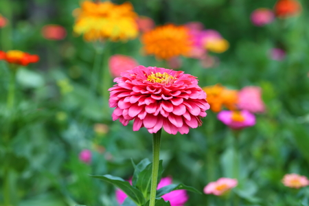 The blossoming zinnia in a gardenの写真素材