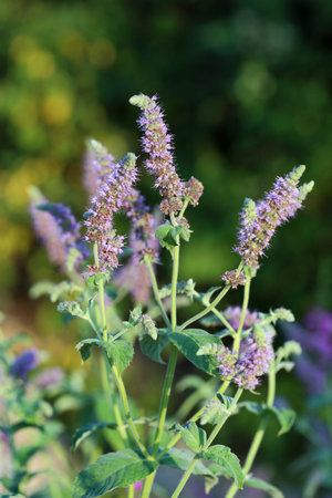Mentha piperita. Blossoming of mint in the Caucasus