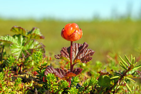 Ripe cloudberries on a bog in Siberia