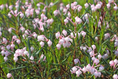 Andromeda polifolia. Blossoming of a plant close upの写真素材