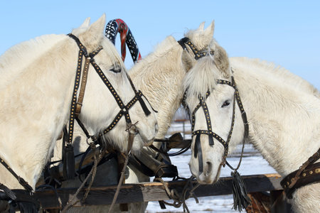 Three gray horses at a hitching postの写真素材