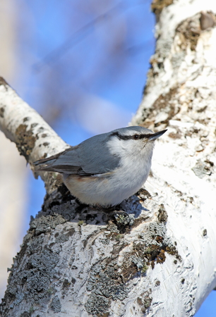 Sitta europaea asiatica. A nutcracker on a birch trunkの写真素材