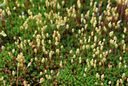 Polytrichum commune. Moss close up