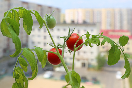 Fruits and branches of a tomato against the city yardの写真素材
