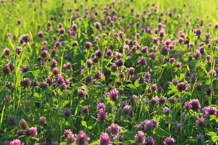 Trifolium rubens. Meadow with a clover in Siberiaの写真素材
