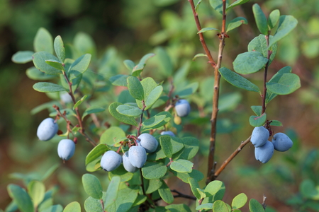 Vaccinium uliginosum. A blueberry bush with berry on Yamalの写真素材