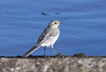 Motacilla alba. A white wagtail on the bank of the lake at evening lightの写真素材