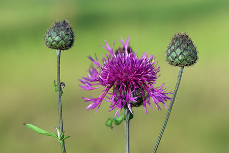 Centaurea apiculata Ledeb. Blossoming of a cornflower in Siberiaの写真素材