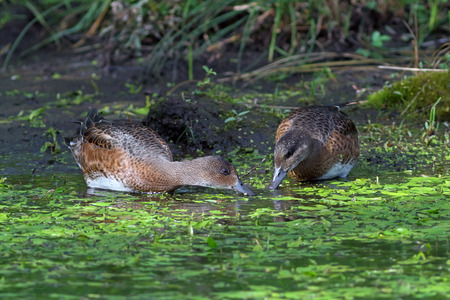 Anas penelope. Two females wigeon eat seaweedの写真素材