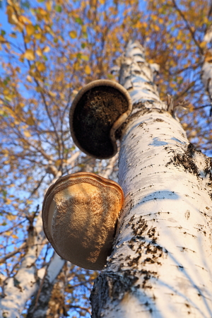 Two mushroom tinder fungus on a birch trunkの写真素材