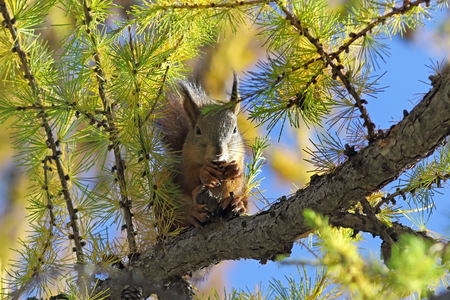 Sciurus vulgaris. Squirrel  manducat nuces inter pinus acus pinusの写真素材