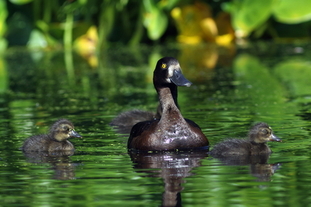 Aythya fuligula. A female with ducklings on the lake in Siberiaの写真素材