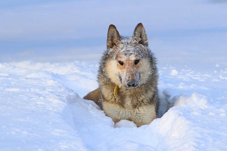 The West Siberian Laika. Hunting dog dug in the fluffy snoの写真素材