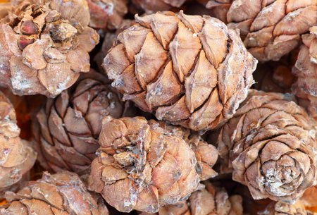 Dislocating cones cedar closeup in winter