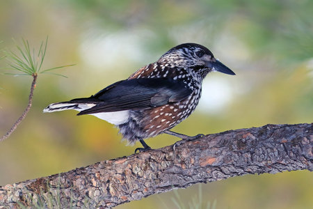 Nucifraga caryocatactes. The Nutcracker is not a cedar branchの写真素材
