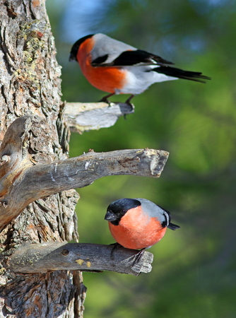Pyrrhula pyrrhula. Two male bullfinch on the branches of a cedarの写真素材