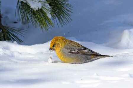 Pinicola enucleator. The female pine-grosbeak closeup in the Siberian taigaの写真素材