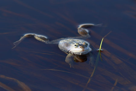 Rana arvalis. The latest trend frog during the breeding season