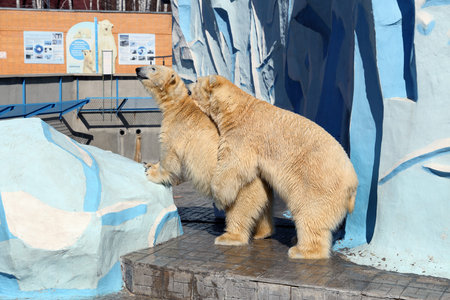 Novosibirsk, RUSSIA - APRIL 13, 2017: Mating polar bears in the zoo on a spring dayのeditorial素材