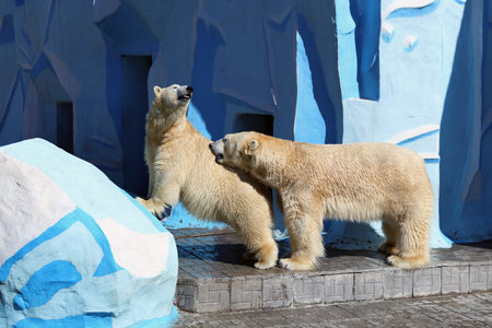 Novosibirsk, RUSSIA - APRIL 13, 2017: Mating polar bears in the zoo on a spring dayのeditorial素材