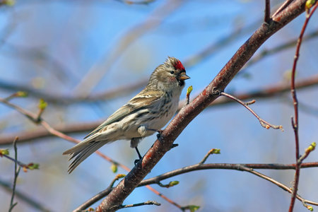 Carduelis flammea. The male Redpolls sitting on the branchesの写真素材