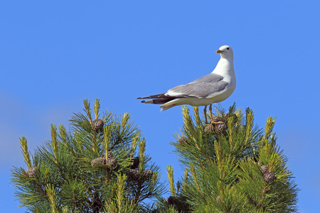 Larus heuglini. Larus heuglini Heuglin''s Gull sitting on top of a cedar in Siberiaの写真素材