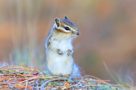 Tamias sibiricus were asiaticus. Chipmunk in Siberia closeupの写真素材