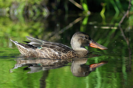 Anas clypeata. The female Northern Shoveler in the summer on the Yamal Peninsulaの写真素材