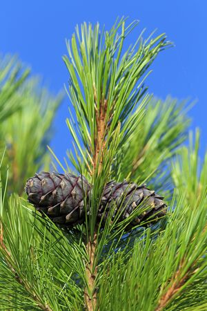 Cones and needles of pine on the background of blue skyの写真素材