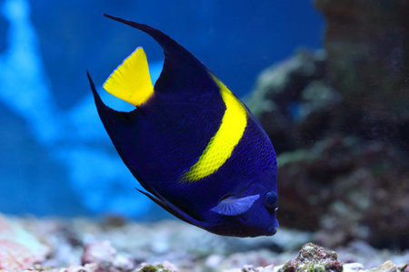 Pomacanthus asfur. Aquarium fish Arab angel from the red sea close up
