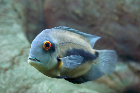 Uaru amphiacanthoides. Aquarian fish floats in the aquarium