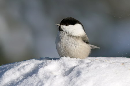 Poecile montanus. Willow Tit closeup in Siberiaの写真素材