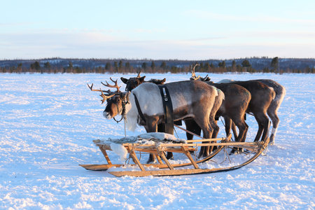 Team Northern domestic reindeer on the Yamal Peninsulaの写真素材