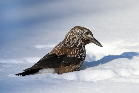 The Nutcracker in the winter day sitting in the fresh snow in Siberiaの写真素材