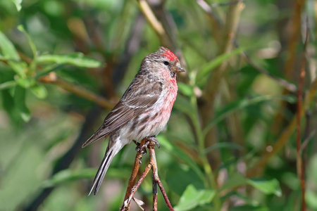 Carduelis flammea. Common Redpoll sits among the branches