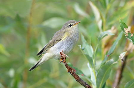 Phylloscopus trochilus. Willow Warbler Sunny day in Siberiaの写真素材