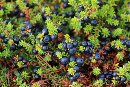 Empetrum. Crowberry close-up on the Yamal Peninsulaの写真素材