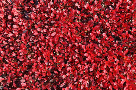 Arctous alpina. Red leaves of the plant in autumn in Northern Siberia