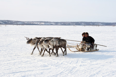 NADYM, RUSSIA - MARCH 16, 2008: the Nenets on a traditional transport of the peoples of the Arctic. Nenets - aboriginals of the Russian Northのeditorial素材