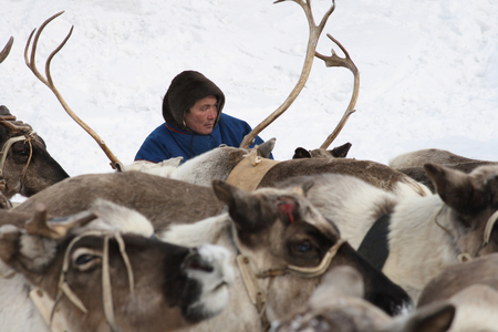 NADYM, RUSSIA - MARCH 07, 2010: Nenets man among deer. Nenets - aboriginals of the Russian Northのeditorial素材