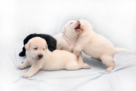 Three fawn and one black Labrador puppy playing with each otherの写真素材