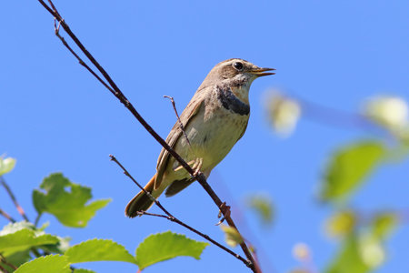 Luscinia svecica pallidogularis. The female Bluethroat sitting on a branch in Siberiaの写真素材